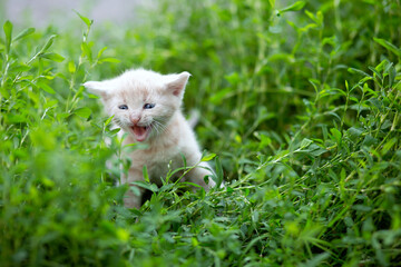 Small blue-eyed beige light ginger kitten screams yawns in the tall grass. Funny kitten plays in the yard