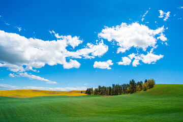 Obraz premium Idyllic rural landscape with farm wheat fields and blue sky seen from the Palouse in Washington State