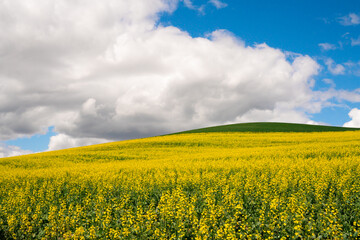 Obraz premium Farm landscape of yellow flowers in fields rape and canola seed and hills from the Palouse in Washington State
