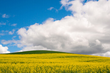 Farm landscape of yellow flowers in fields rape and canola seed and hills from the Palouse in Washington State