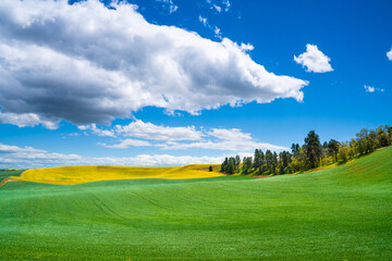 Idyllic rural landscape with farm wheat fields and blue sky seen from the Palouse in Washington State