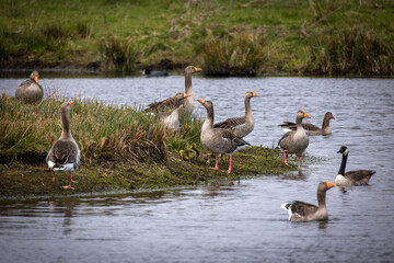 Wildgänse an einem See
