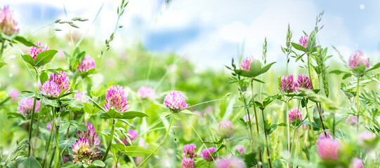 Pink clover in the morning sunny meadow, summer background with wildflowers.