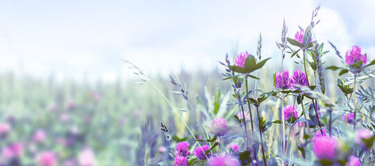 Natural summer background with clover wildflowers in a meadow with rays of the morning sun with blurred focus.