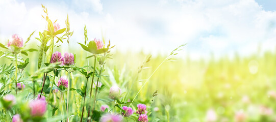 Pink clover on a sunny day in the meadow. Summer background with wildflowers.