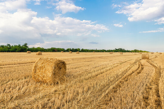 Scenic view of many rolled hay bales on harvested golden wheat field at countryside against blue sky. Agricultural rural nature scene. Country farming summer landscape background