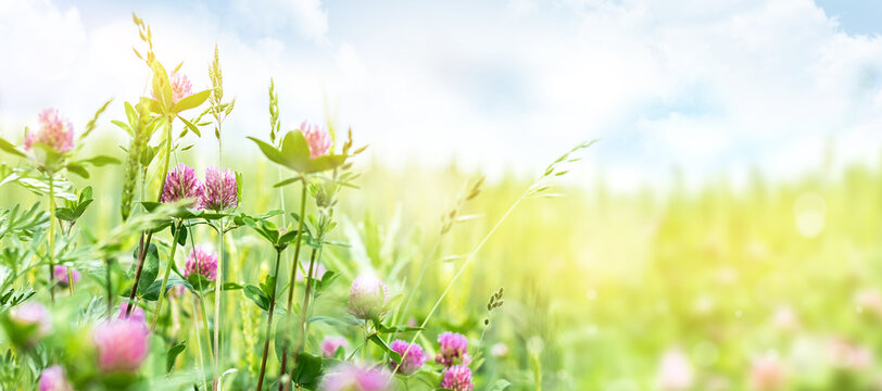 Pink clover on a sunny day in the meadow. Summer background with wildflowers.