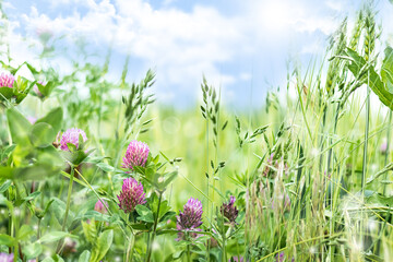 Blooming clover in spring, summer background with wildflowers of clover in the meadow.
