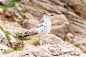 Seagull standing on the top of the cliff. Beautiful backdrop for your design in pastel colors. Wildlife concept.