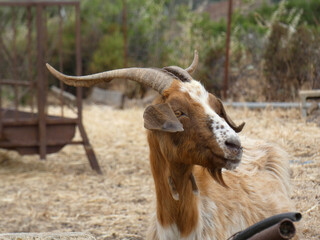 Capra