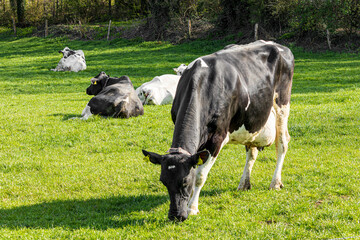 a cow while eating grass 