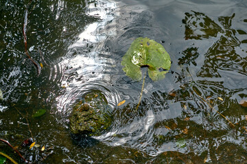 Beautiful green leaf under water. Waves on the lake. Reflection in the water.