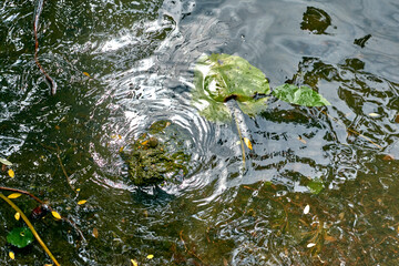 Beautiful green leaf under water. Waves on the lake. Reflection in the water.