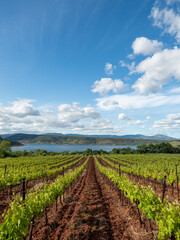 Fototapeta na wymiar Paisaje de viñedos del Lago de Salagou