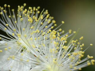 Mirto © Steve Fossiant