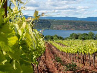 Viñas en el Lago de Salagou