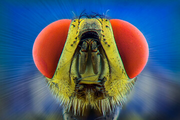 extreme macro  a fly
