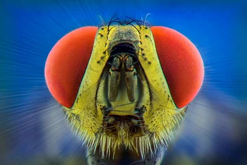 Foto op Plexiglas extreme macro  a fly © Dwi