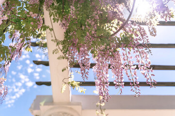 Blooming wisteria lilac vine blossoms climbing along the top of pavilion and its white stone...