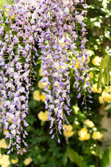 Close up blossoming yellow rose flowers on defocused natural leaves backdrop. Selective focus.