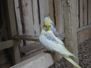 parrot