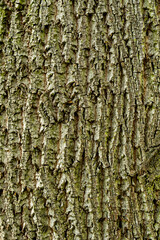 Tree bark with a green moss coating, close-up shot.