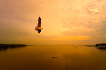 A seagull is flying over the estuary of sea where there is a hut for raising shells and a boat of fishermen fishing in Bang Tabun, Phetchaburi, Thailand. Gulf of Thailand with golden sky in morning.