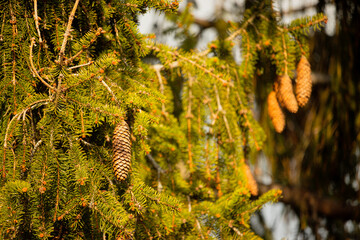 cones on a tree
