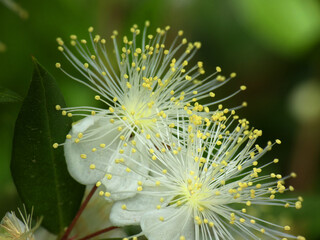 Mirto © Steve Fossiant