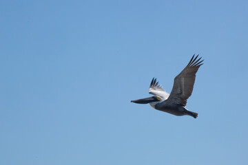 Pelican flying in the sky