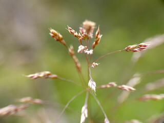 Pianta selvatica