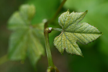 Una giovane foglia di vite.