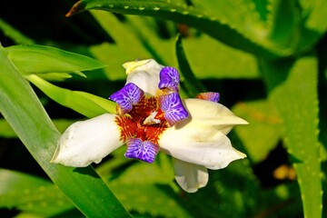 Beautiful blooming Walking Iris (Neomarica gracilis, Fan iris, Apostle Plant) in the garden with blurred background.