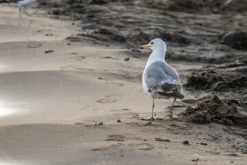 seagull on the beach