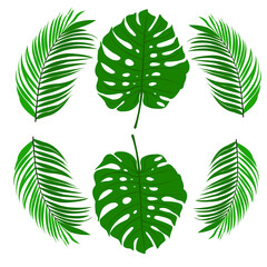 Vector illustration of light green palm leaf

