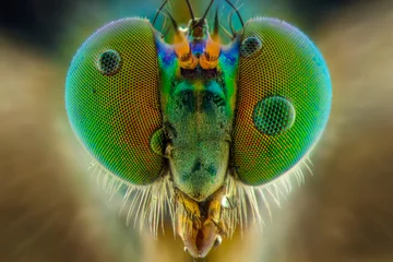 Foto op Plexiglas dragonfly close up © Dwi