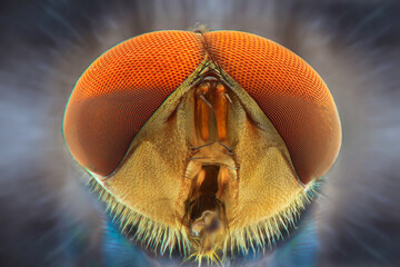 Extreme macro of a fly