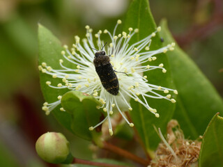 Insetto © Steve Fossiant