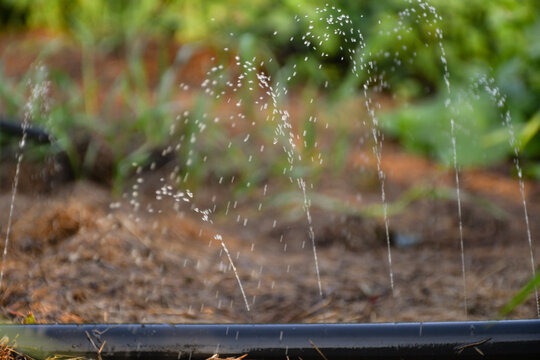 Mist water spraying system, for vegetable garden or garden irrigation
