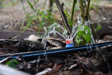 Drip irrigation. The photo shows the irrigation system in a raised bed. Blueberry bushes sprout from the litter against drip irrigation