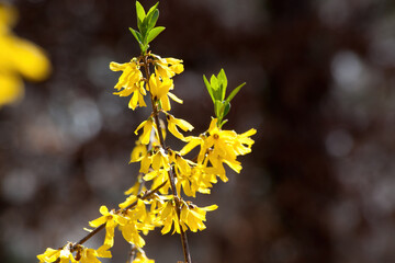 Yellow Forsythia blooming on a bush