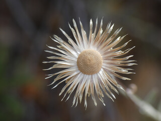 Pianta selvatica © Steve Fossiant