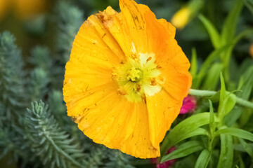 Yellow flower in the sunshine