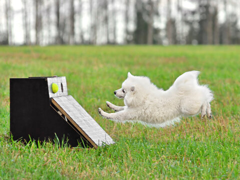 Dogs flyball training
