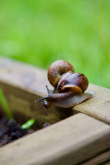 Two snails crawling in wood planks
