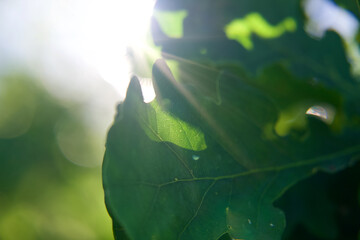 Sun rays though leaves closeup