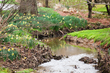 Yellow daffodil beside a stream