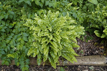 Asplenium scolopendrium, known as hart's-tongueor hart's-tongue fern.  Aspleniaceae family