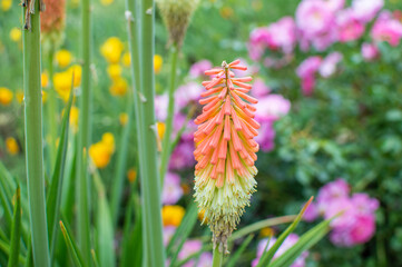 Orange blühende Schopf Fackel Lilie / Schopf-Fackellilie © Julia