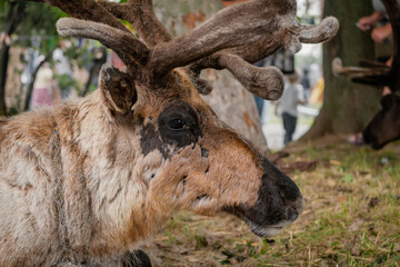 Portrait of sad brown siberian deer lying and resting at farm, zoo - close up side view. Summer time, daylight. Farming, agriculture industry, livestock and animal husbandry concept